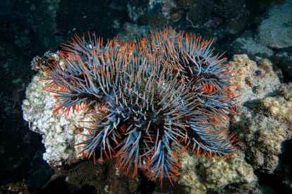 A death star. The crown of thorns ('Acanthaster planci') is a species of starfish that damages coral by feeding on it. Rising sea temperatures and acidification make it more resistant and voracious, posing a threat to reefs.