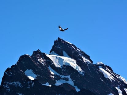 A condor flies in front of a peak in the Ecuadorian Andes.