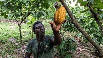 A worker cuts cocoa pods from a tree on a farm in Azaguie, Ivory Coast.