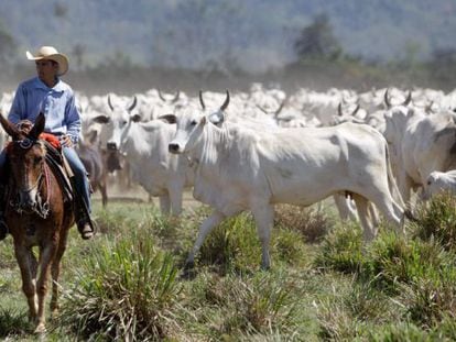 A cattle farm in São Félix do Xingu, Pará state.
