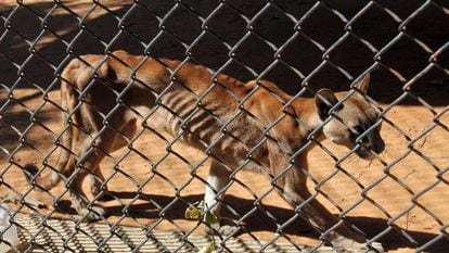 A malnourished puma in a cage in the zoo in San Francisco.