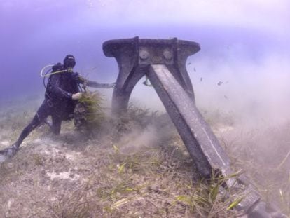 A diver shows the damage down to posidonias in Ses Salines.
