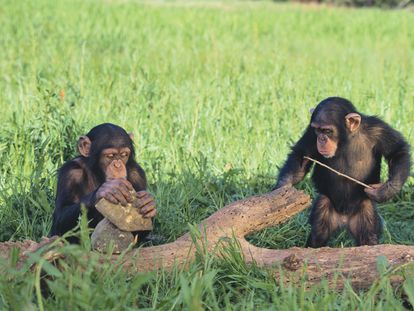 Chimpanzees playing with sticks and stones.
