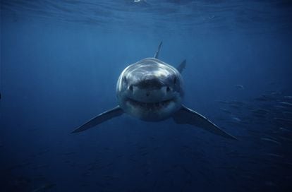 White shark.