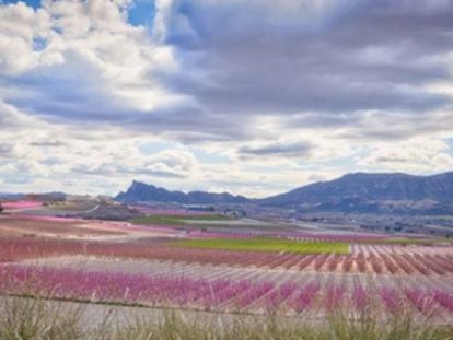 Spanish town of Cieza showcases annual attraction: orchards in full bloom