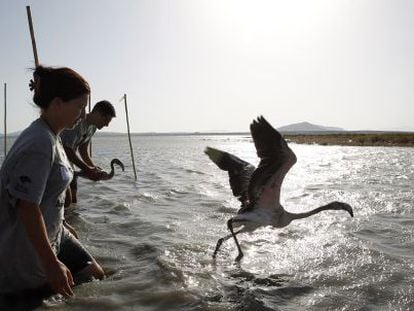 Flamingos being ringed in Laguna de Fuente de Piedra, M&aacute;laga. 