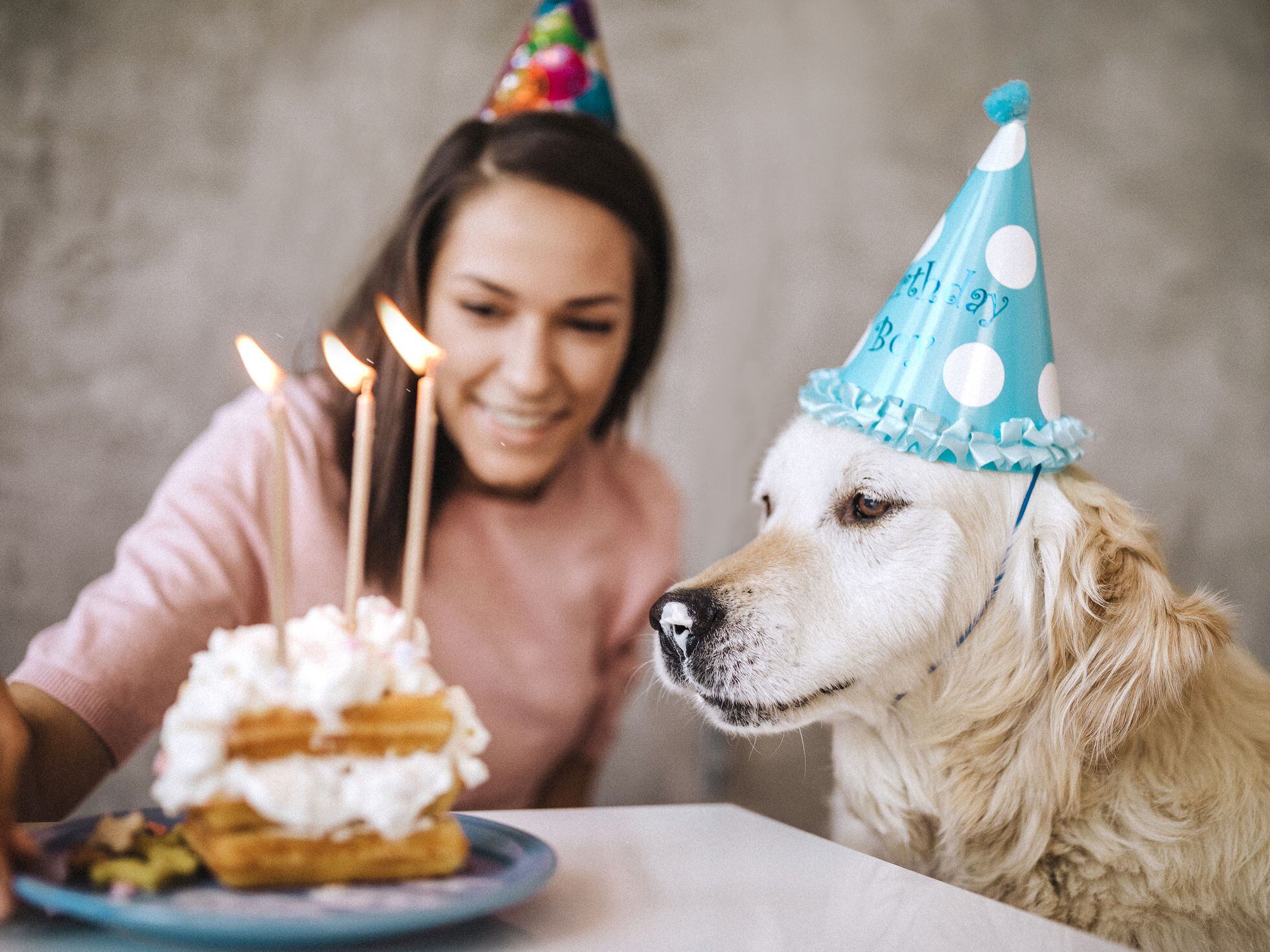 Does your dog really care about its birthday? The mistake of