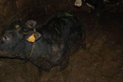 A cow rescued in March from a farm in Galicia.