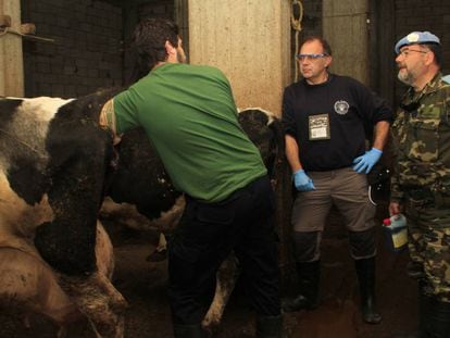 Spanish vets examining a cow in Lebanon.
