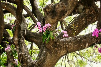 Epiphytic orchid clinging to a tree in Miami.