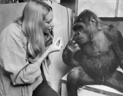 Koko the gorilla with trainer Penny Patterson