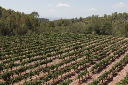 The vineyards of the Abadal winery, near Santa Maria d’Horta, Barcelona.