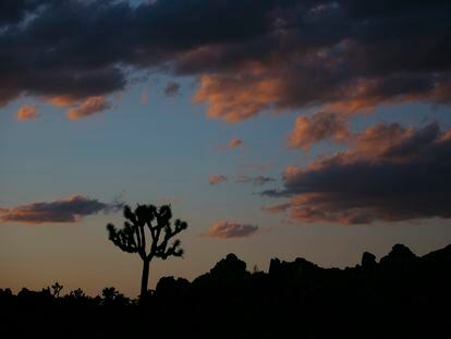 A Joshua tree is silhouetted against the sky at Joshua Tree National Park in California on May 19, 2020.