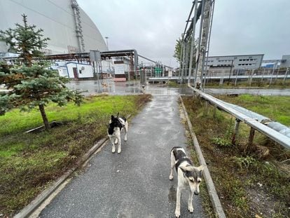 There are at least 132 stray dogs living in the vicinity of the Chernobyl Nuclear Power Plant, which is currently being decommissioned.