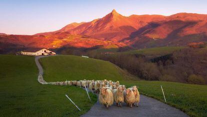 Sheep against the backdrop of Mount Txindoki in the Basque Country.