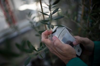 Mediciones con un espectrofotómetro en las hojas de los plantones de olivo.
