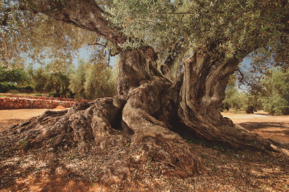 Olive tree from the Farga de L'Arion complex, in Ulldecona (Tarragona), considered the oldest in Spain, planted around the year 214, in an image provided by Vicente Ruiz.