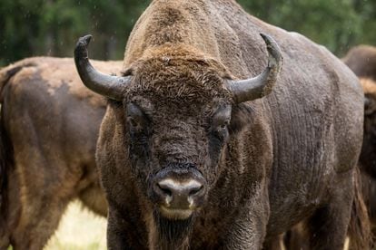 A European bison at the La Perla estate in Cubillo (Segovia).