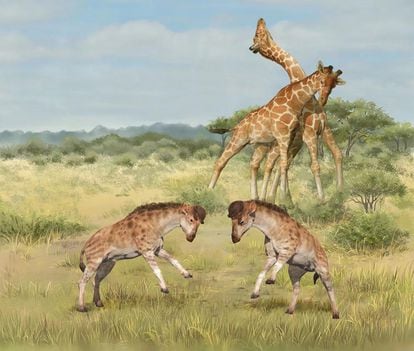 A recreation of male giraffes headbutting each other.