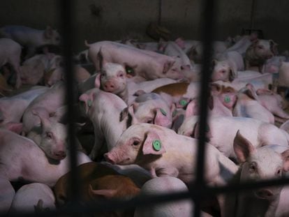 This intensive pig farm in Castilléjar has the highest emissions of ammonium and methane in Spain.