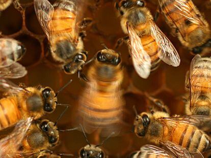 To inform others of the location of a new source of food, bees perform a series of movements that precisely convey the distance, position and even the quality of the find.