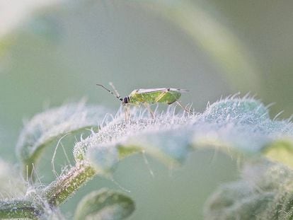 Insecto nesidiocoris tenuis, un depredador de plagas en una planta de tomate