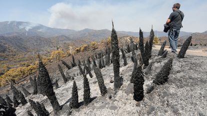 A razed area of Sierra Bermeja following the blaze.