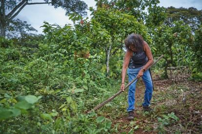Raimunda Gomes limpia la tierra retomada donde hoy vive y cultiva centenares de árboles de cacao.
