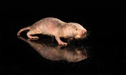 A naked mole-rat at the Rochester Aging Research Center in the United States.