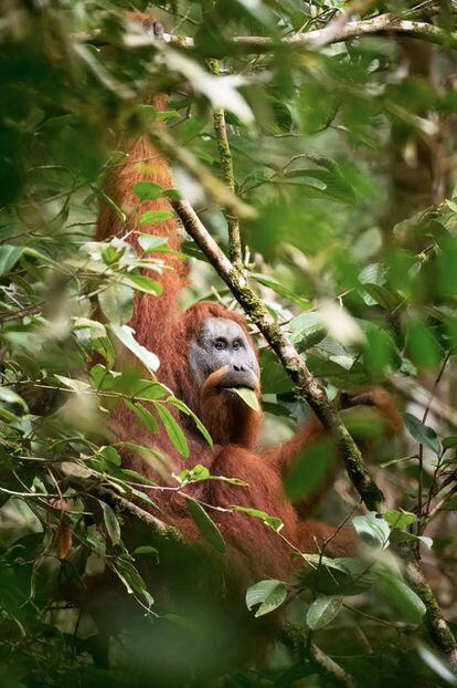 A Tapanuli orangutan, a recently discovered third species, in North Sumatra (Indonesia).