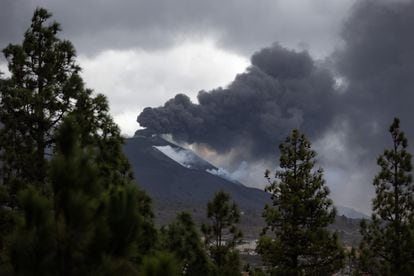 A view of the eruption of La Palma’s volcano from a pine forest close to the town of El Paso on November 17.