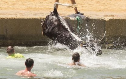 A bull ends up in the sea during local fiestas in Denia.