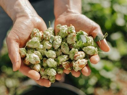 Hops flowers need a delicate balance of sunlight, water, humidity and heat. These hops were gathered in Galicia, Spain.