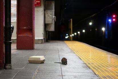 A rat in Herald Square subway station in New York.