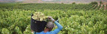 In some areas of Spain, wine production could be down by two-thirds.
