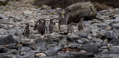 The Humboldt National Penguin Reserve.