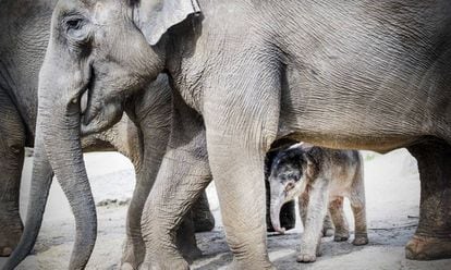 A family of elephants in a zoo in the Netherlands.