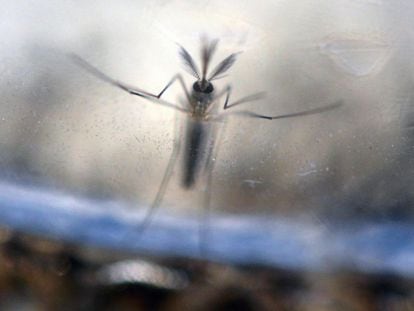 An ‘Aedes aegypti’ mosquito, pictured at a laboratory in San Salvador (El Salvador).