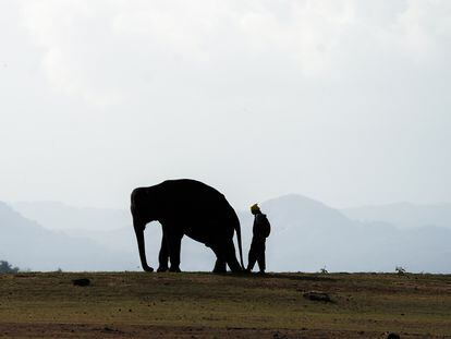 The world's elephant population has declined from 10 million at the beginning of the 20th century to around 450,000 today.