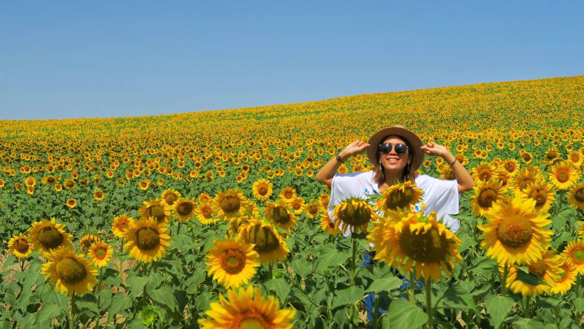 The sunflower fields of Carmona, Spain: Why are the Japanese so obsessed  with Spain's sunflowers? | Economy and Business | EL PAÍS English