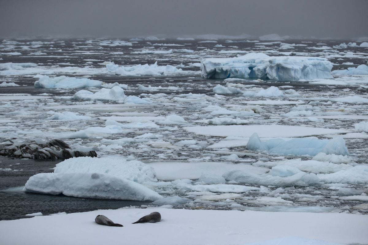 Even frozen Antarctica is being walloped by climate extremes ...