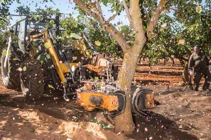 A vibrating machine shakes a tree to collect pistachios at El Chaparrillo Agro-Environmental Research Center in Ciudad Real.
