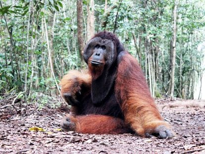 Thom, an adult male Bornean orangutan, in Tanjung Puting National Park.