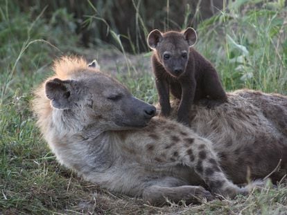A spotted hyena with its young.