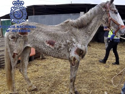 One of the sick and starving horses found on the property.
