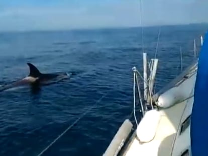 An orca approaches a yacht off the coast of Galicia.