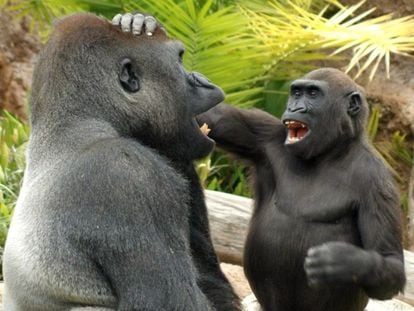 Of all the great apes, young gorillas seem to enjoy teasing and pranking others in the group, not giving up until they get a response.