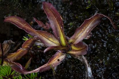 Species of the insectivorous genus 'Pinguicula L.' discovered in southern Ecuador.