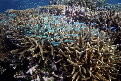 A school of fish swim above corals on Moore Reef in Gunggandji Sea Country off the coast of Queensland in eastern Australia on Nov. 13, 2022.