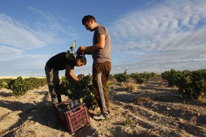 Two day laborers pick grapes at vineyards belonging to the Bodegas Ricardo Benito winery, close to El &Aacute;lamo in the southwest of the capital. 